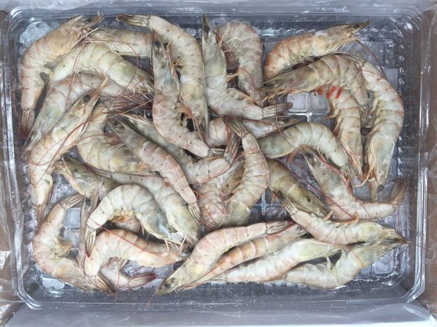 加大号 南美生虾基围虾 净重4.2斤左右 干锅虾 火锅豆捞 餐饮专用