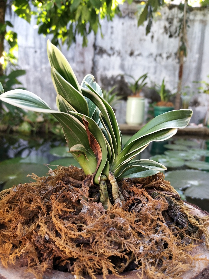 兰花盆栽植物矮种名贵花卉金边凤凰冠兰草室内盆景兰花苗带花苞香