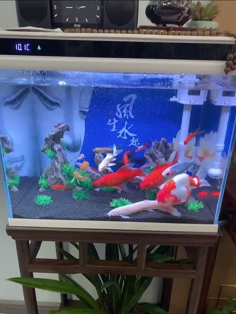 森森超白玻璃小鱼缸客厅 小型桌面家用水族箱 生态免换水金鱼缸