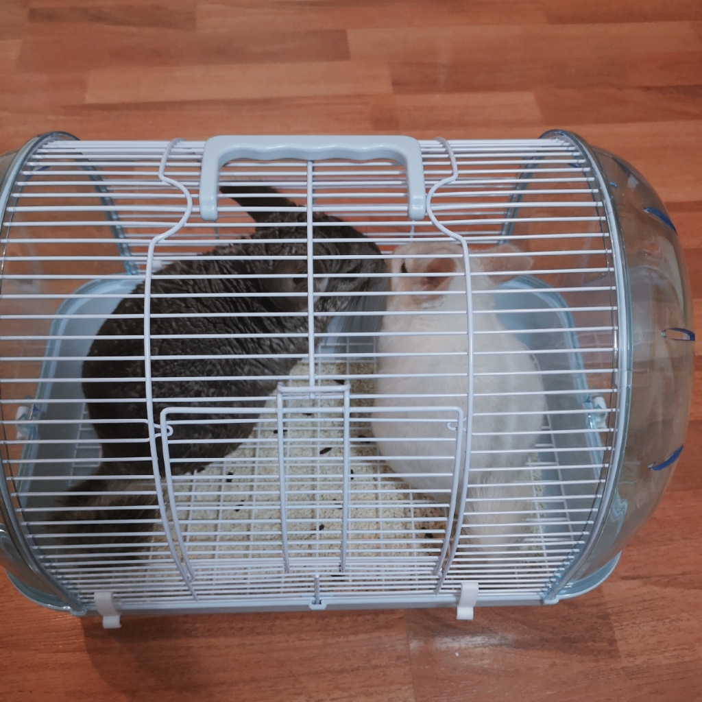 刺星球日本iris品高马卡透明哈根仓鼠笼刺猬兔子鹦鹉手提笼外带笼