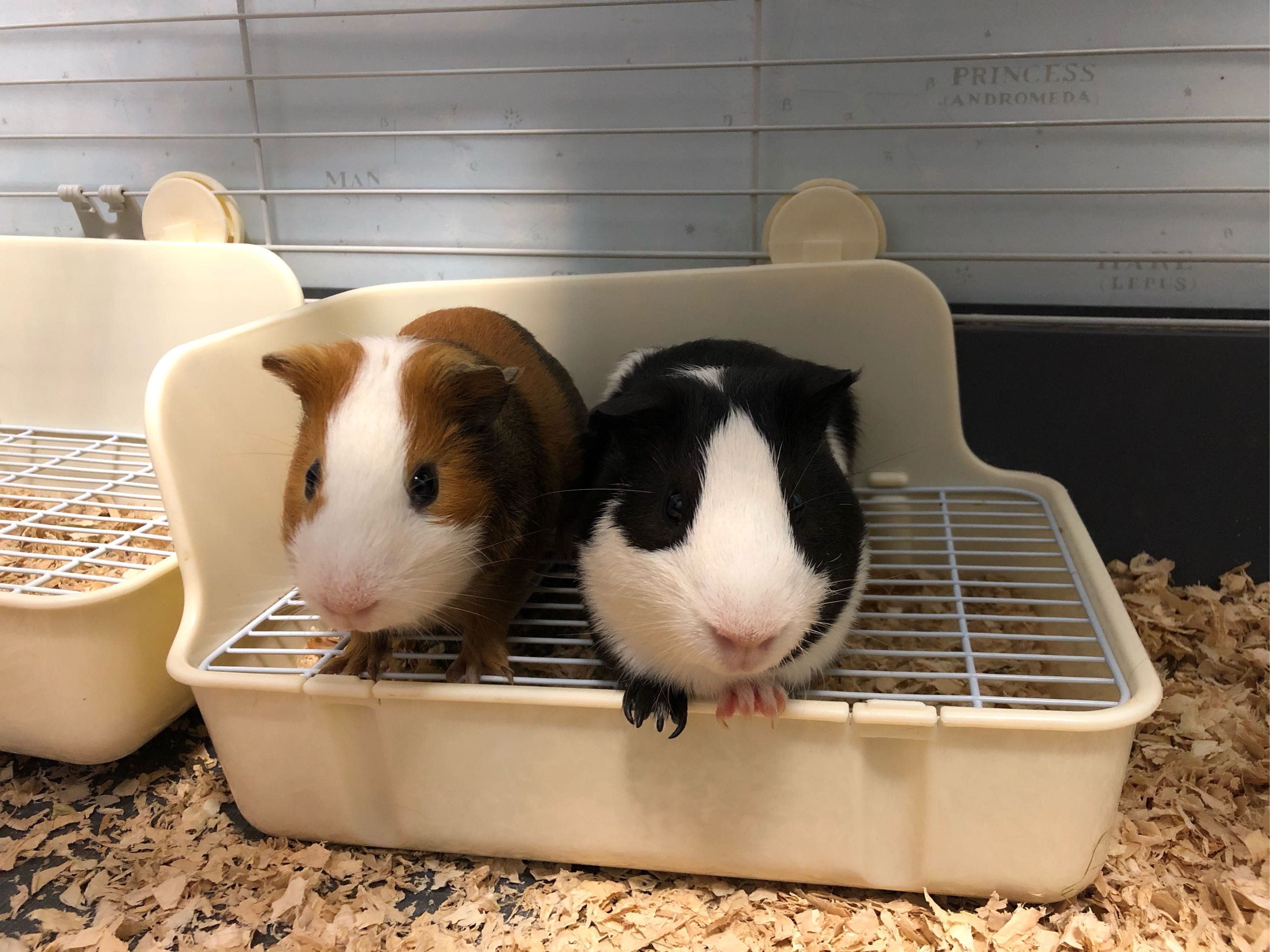 自家繁殖宠物荷兰猪活体荷兰鼠活体彩豚活物天竺鼠健康包活包邮