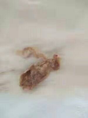 热卖10W+紧致冷敷凝胶 69一盒 买2盒发3盒，卖完就架了只有500盒