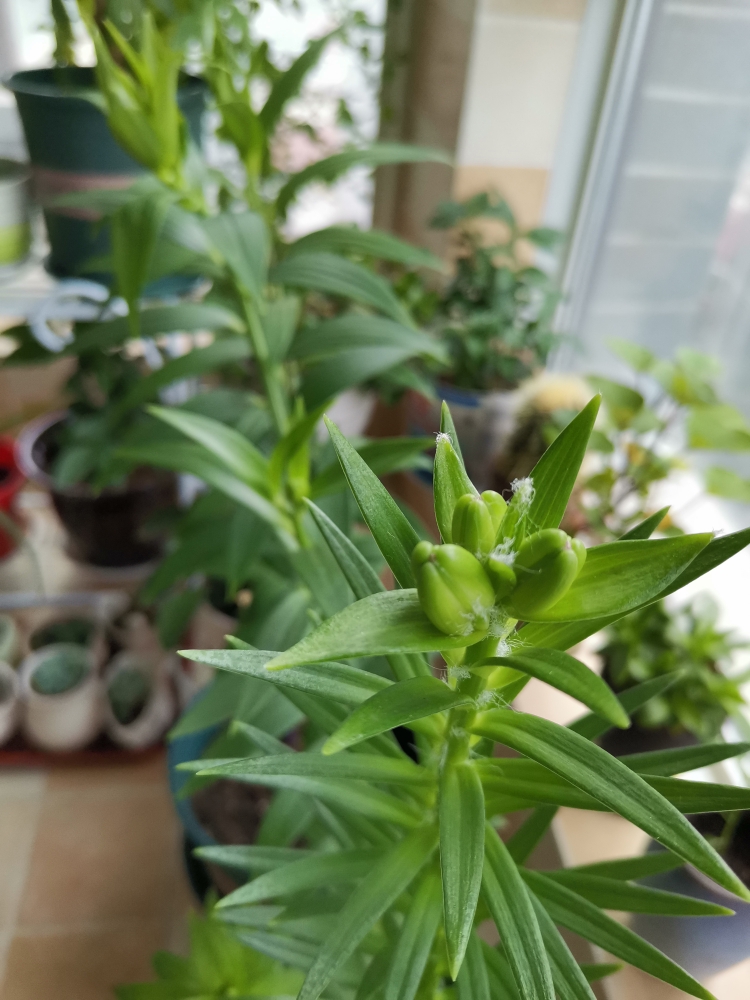 9元5个进口香水百合花种球百合带芽四季好养易活盆栽花卉绿植物