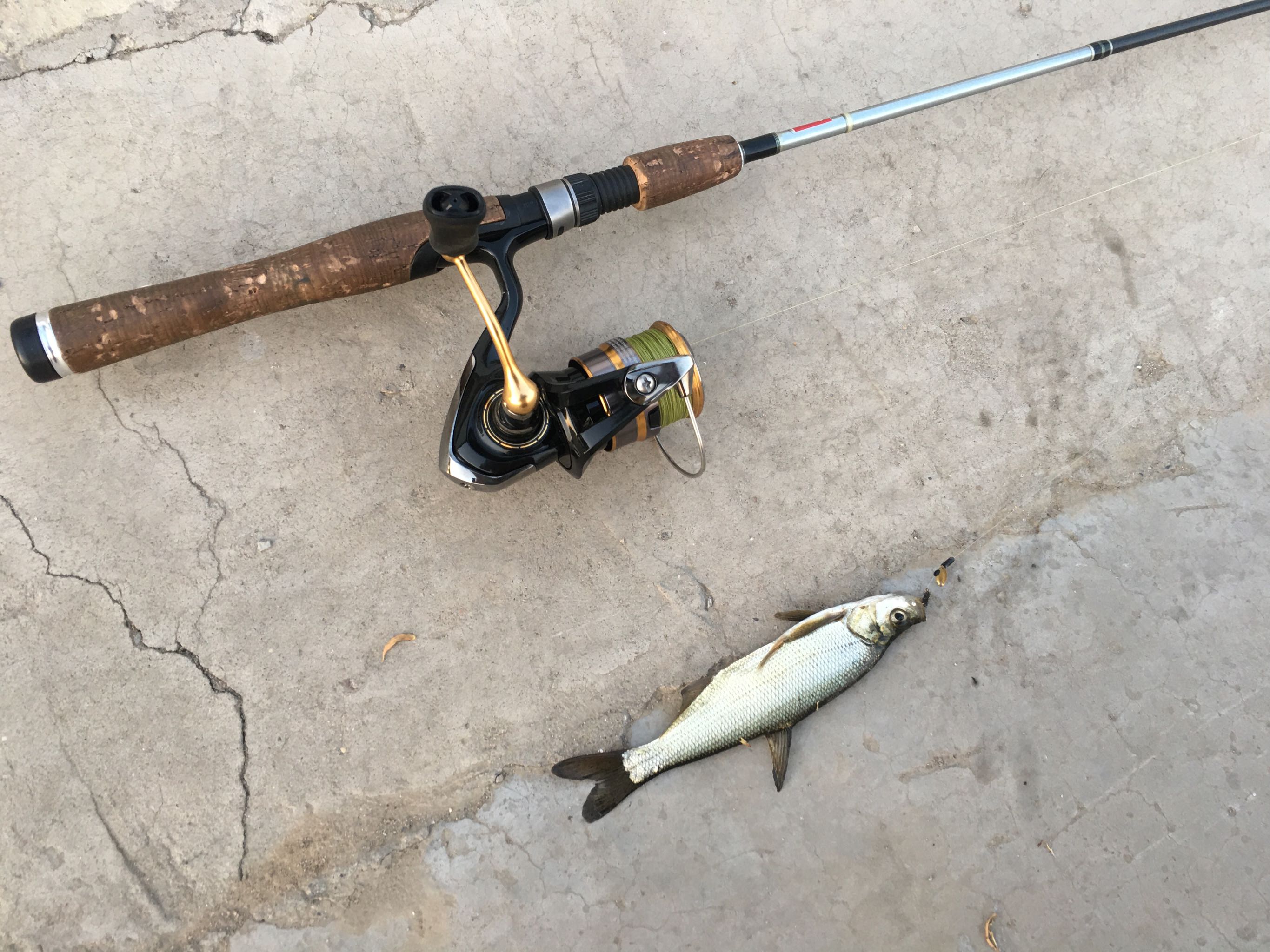 daiwa达亿瓦 20新款 crossfire lt 纺车轮远投轮金属线杯路亚渔轮