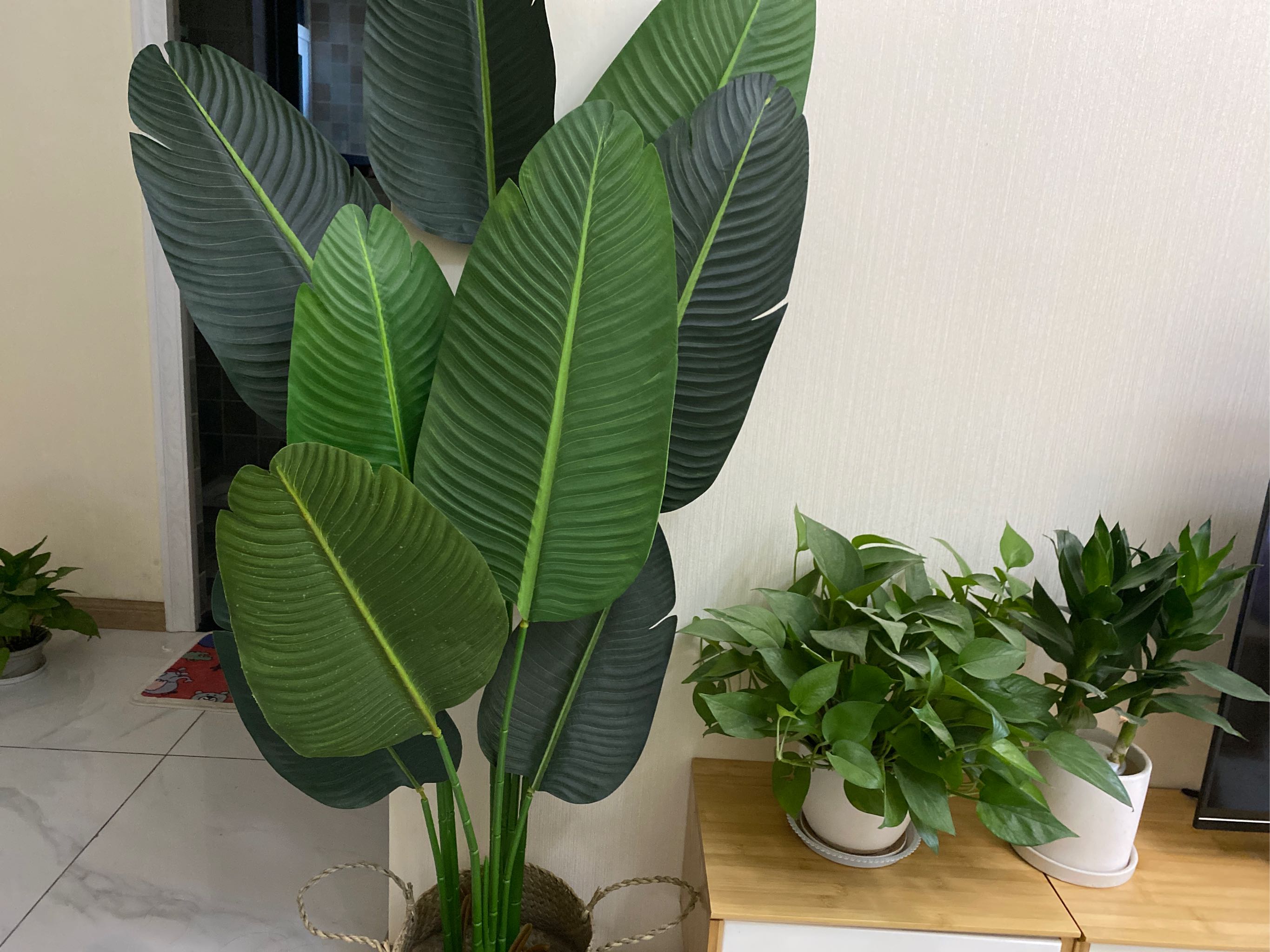 旅人蕉和天堂鸟区别『天堂鸟一颗怎么繁殖几个』